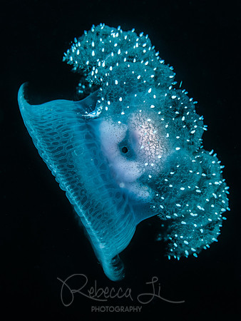 Translucent Symbiosis