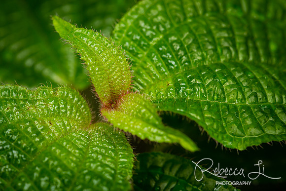 Being Green