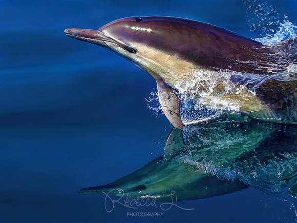 Perfect Glide