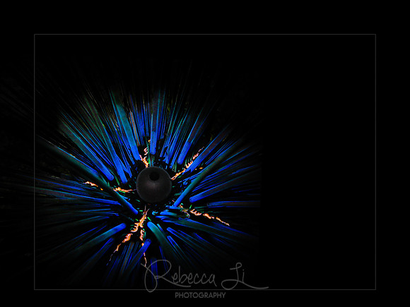 Vibrance of a Sea Urchin