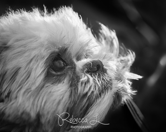 Daisy