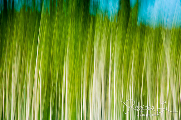 Strokes of Nature: Grass