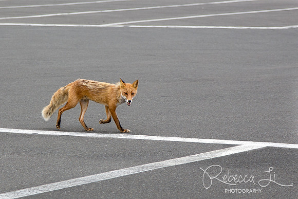 Walking the Line